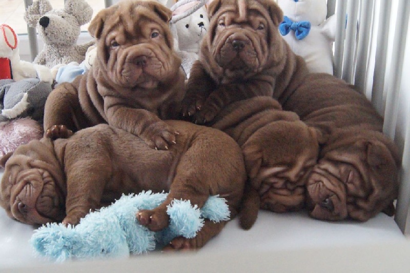 Des Lords De La Lisière - Shar Pei - Portée née le 07/11/2016