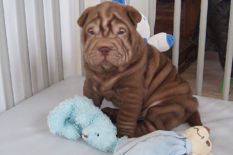 Des Lords De La Lisière - Chiots disponibles - Shar Pei