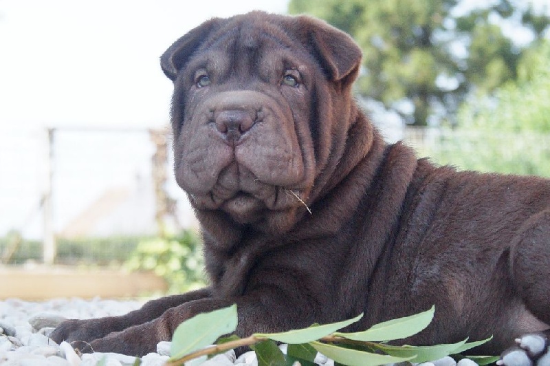 Des Lords De La Lisière - Shar Pei - Portée née le 14/07/2016