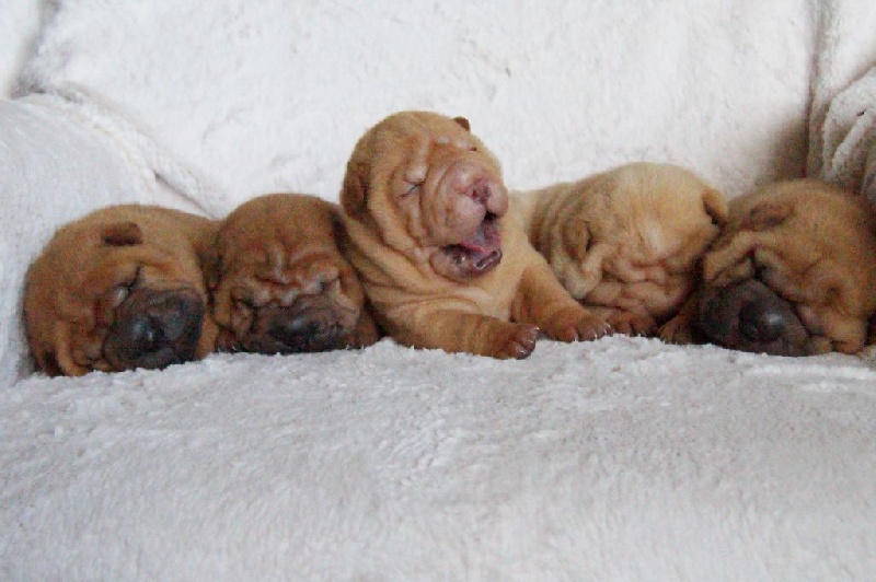 Des Lords De La Lisière - Shar Pei - Portée née le 29/04/2016