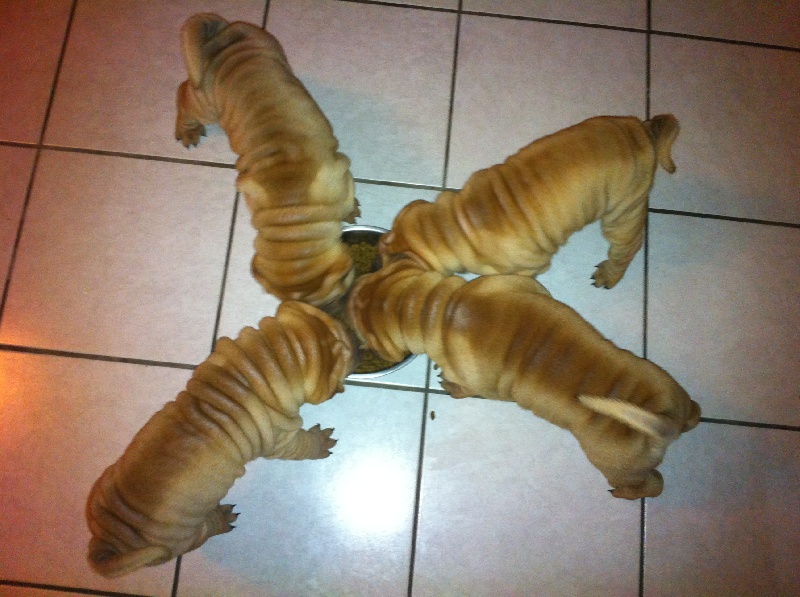 Des Lords De La Lisière - Shar Pei - Portée née le 07/07/2013